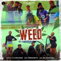 WEED Gopi Longia MP3 Song, WEED Album